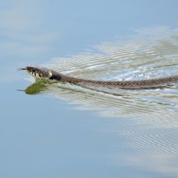 Swimmingsnake