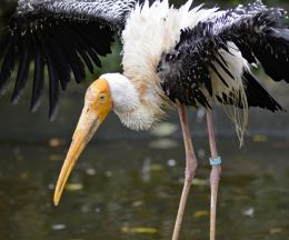 Stork