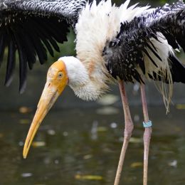 Stork