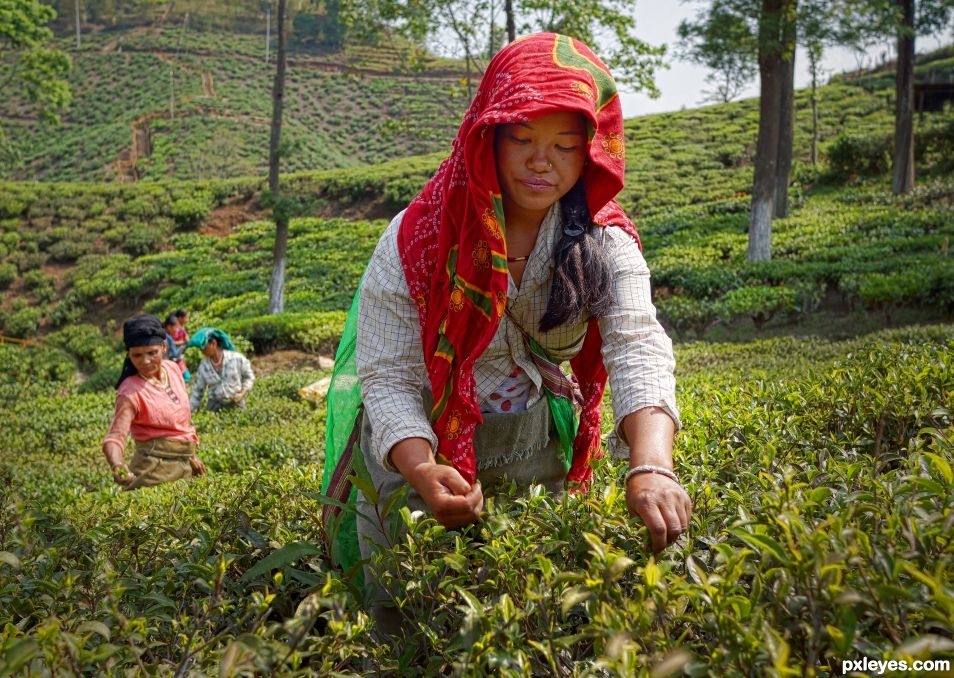 Tea Pickers