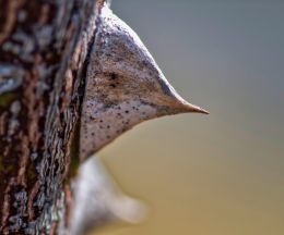Thorn