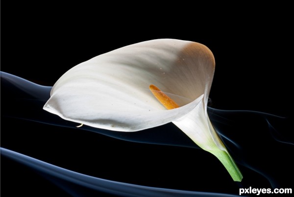 Calla Lilly