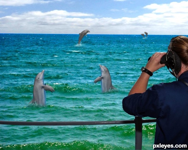 Creation of Dolphin Fun: Step 4