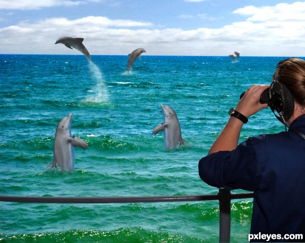 Creation of Dolphin Fun: Step 5