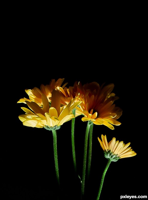 Daisies