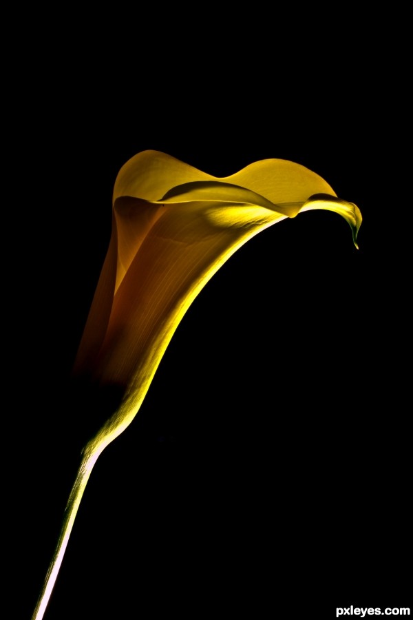 Just a Yellow Flower