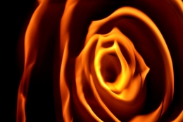 A rose of fire