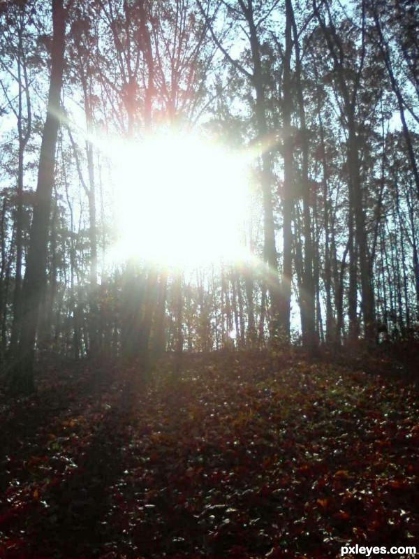 Sunshine Forest