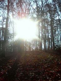 Sunshine Forest Picture