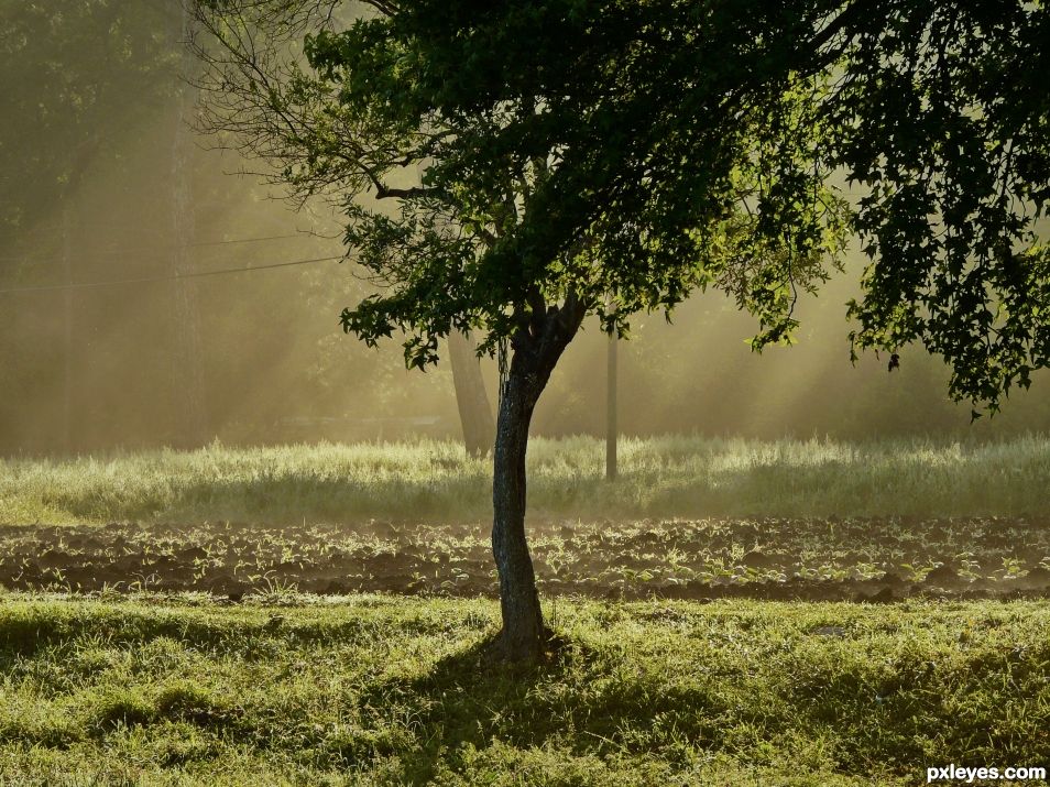 Morning Rays