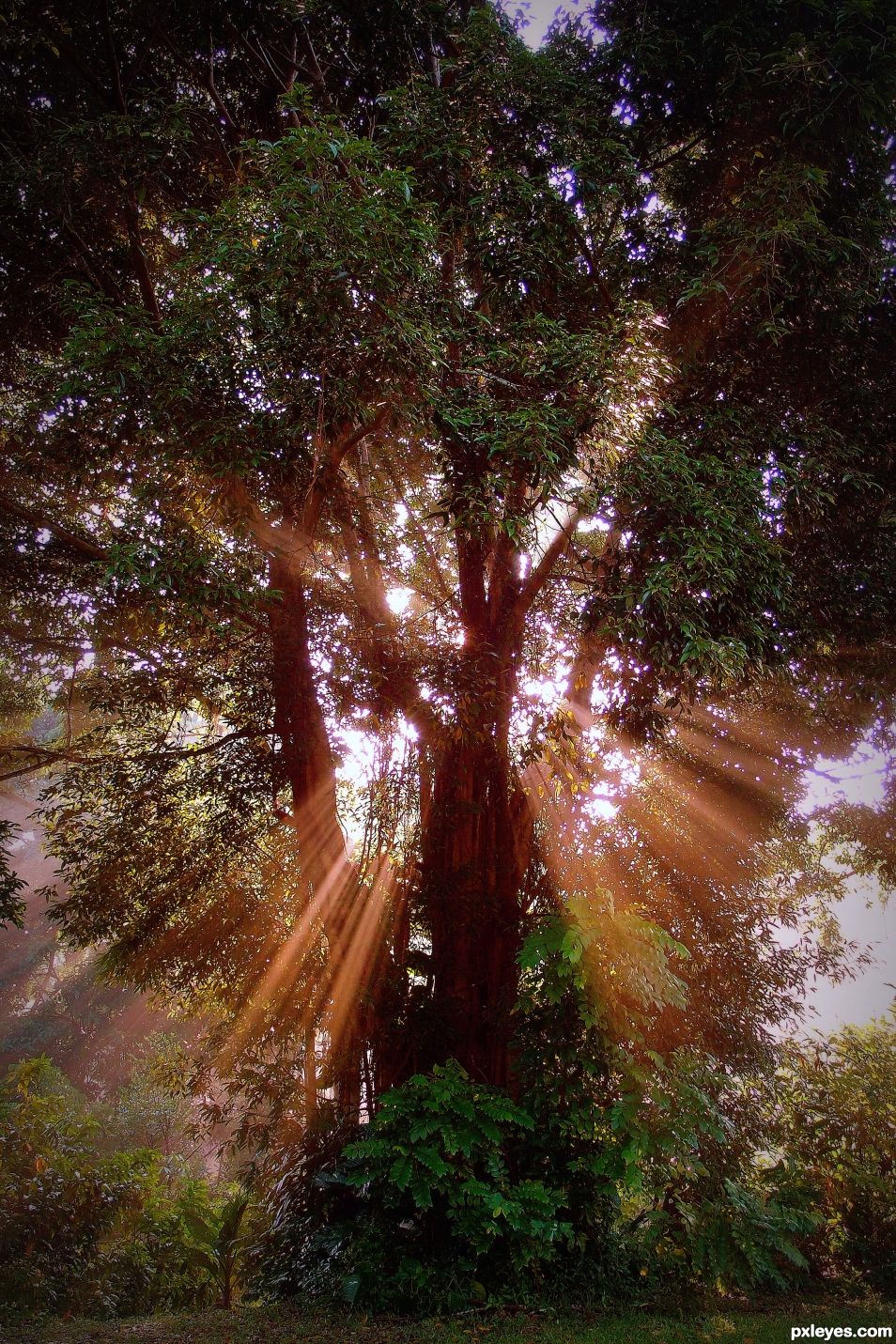 Tree Of Light