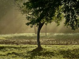 Morning Rays