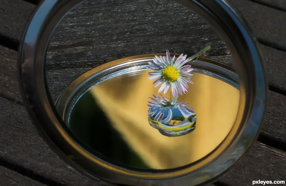 Daisy refraction