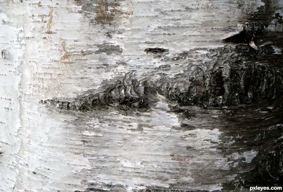 Birch Bark