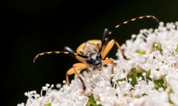 Longhorn beetle