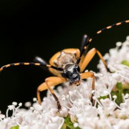 Longhornbeetle