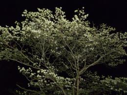 Dogwood in full bloom