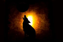 Howling at the Moon