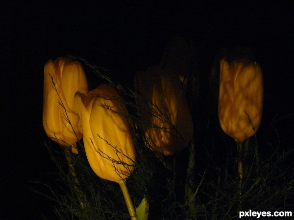 Tulips lit by candles