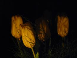 Tulips lit by candles