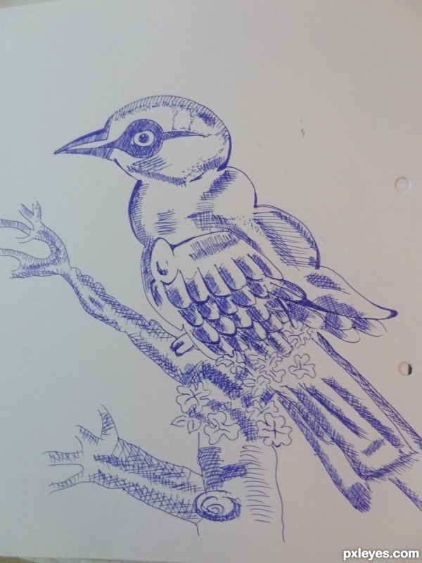 Birds sketch