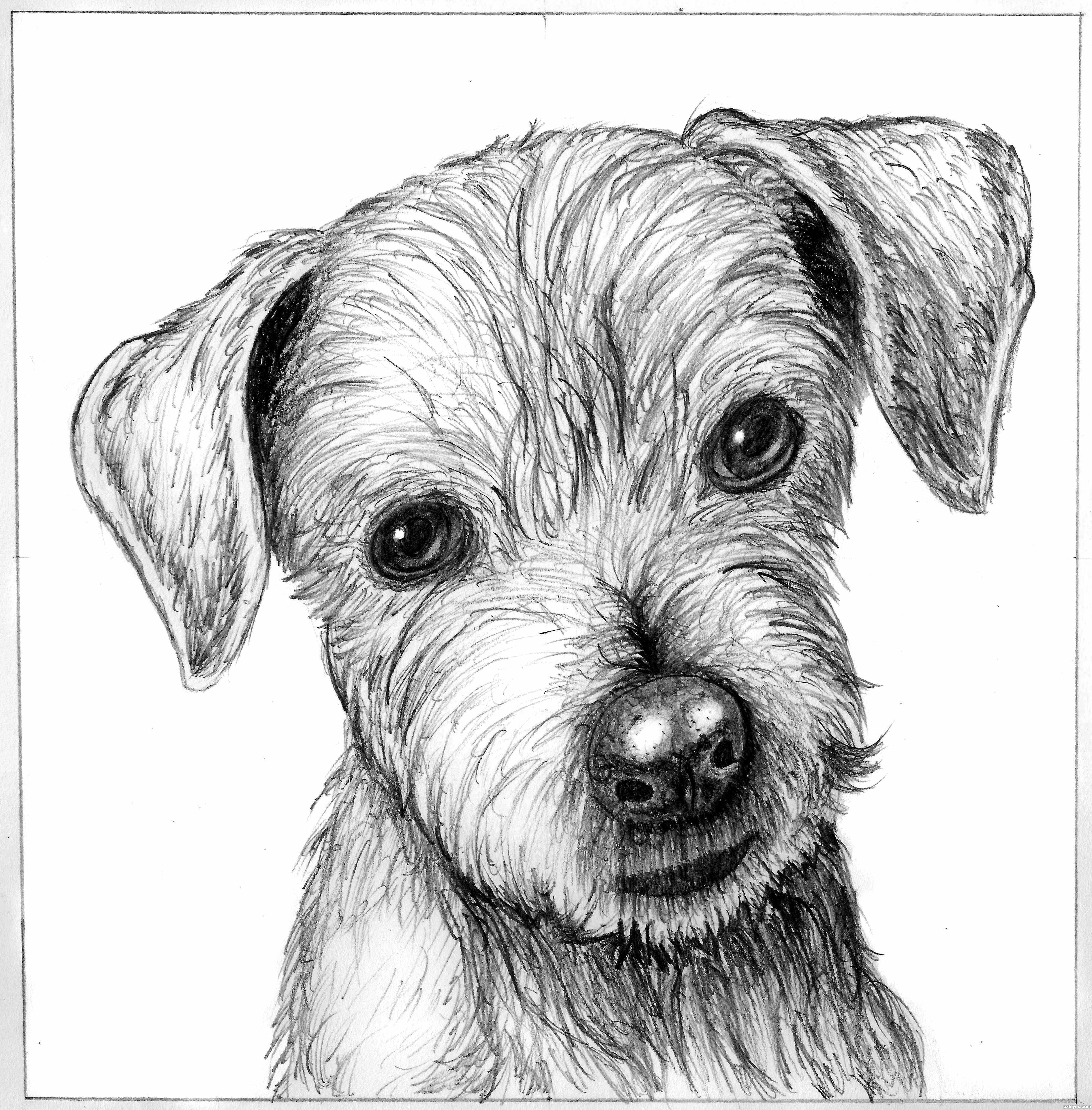 Sketch of a cute puppy