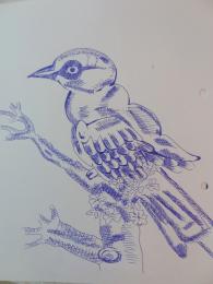 Birds sketch