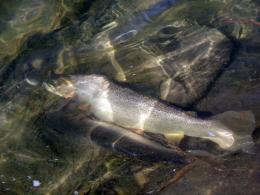 Fish on a stringer