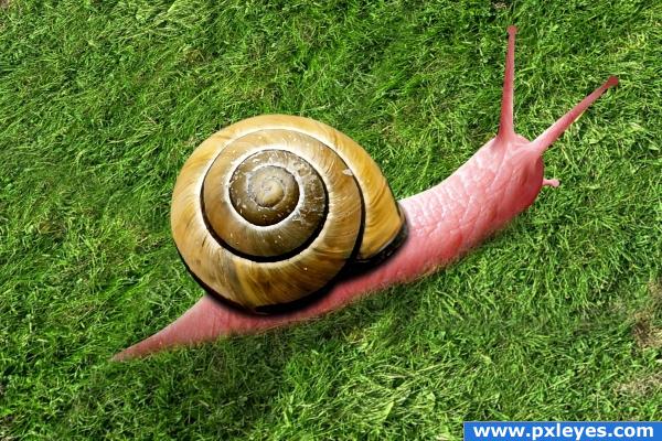 Creation of Snail: Final Result