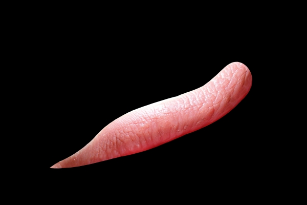 Creation of Snail: Step 6