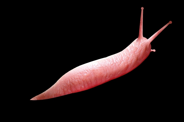 Creation of Snail: Step 9