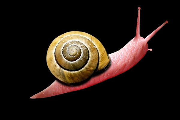 Creation of Snail: Step 10