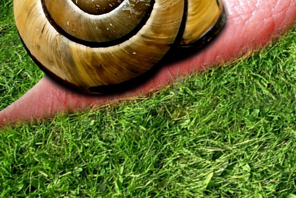 Creation of Snail: Step 12