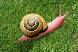 Snail