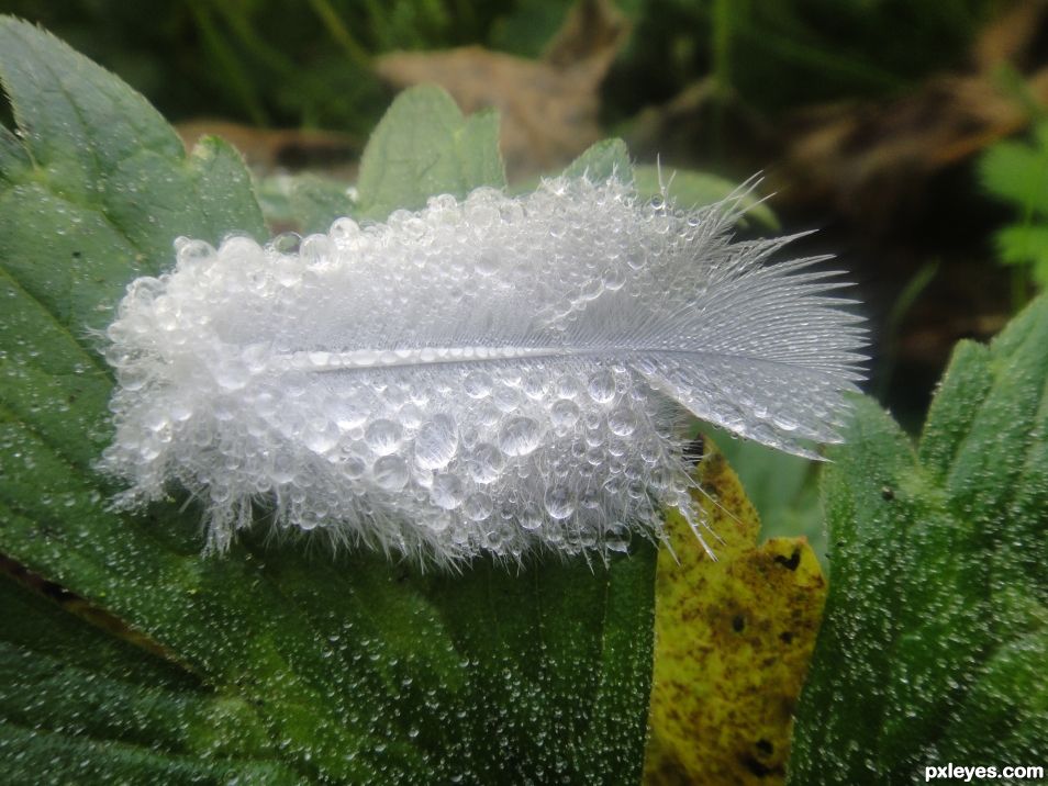 Moisture on a feather