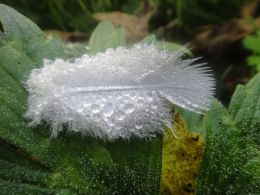 Moisture on a feather