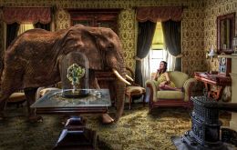 An elephant in the room