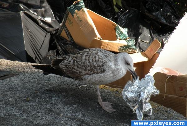 Gull in the city....