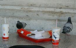 Pigeonspicnic