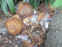 Coconut Litter