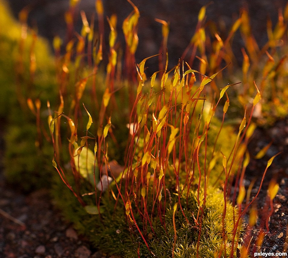 Moss in afternoon sun