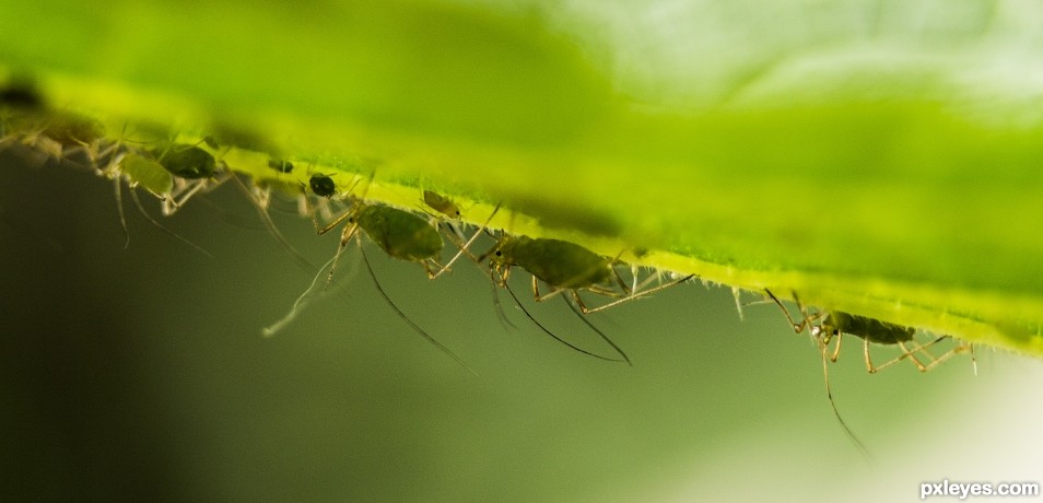 Under a leave