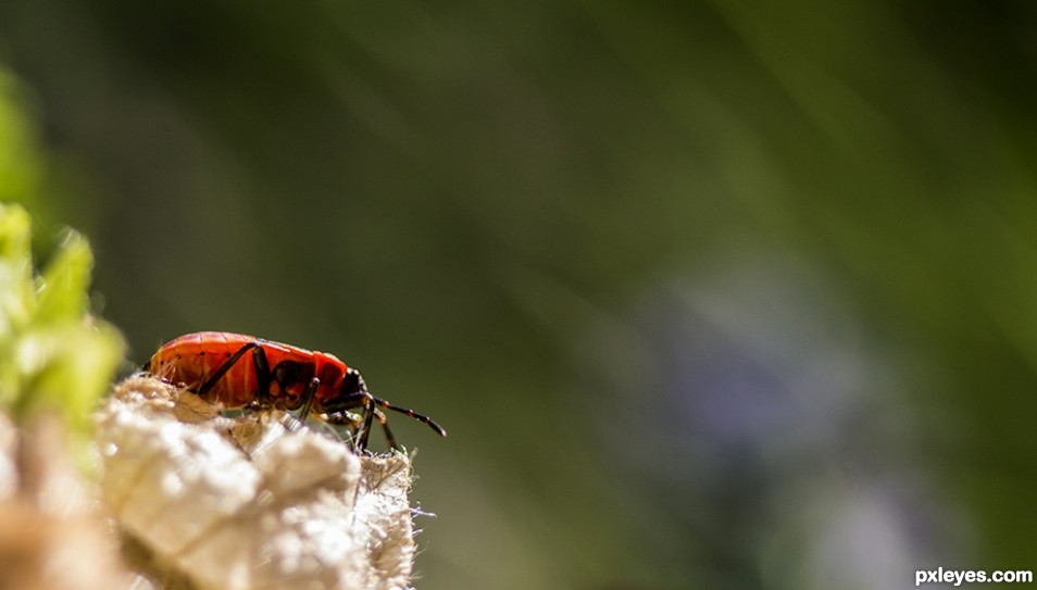 Little red creepy crawly