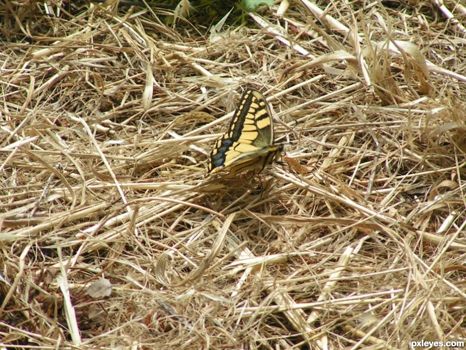 The Tiny Yellow Butterfly