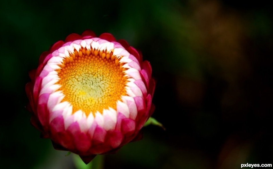 Macro of a budding flower