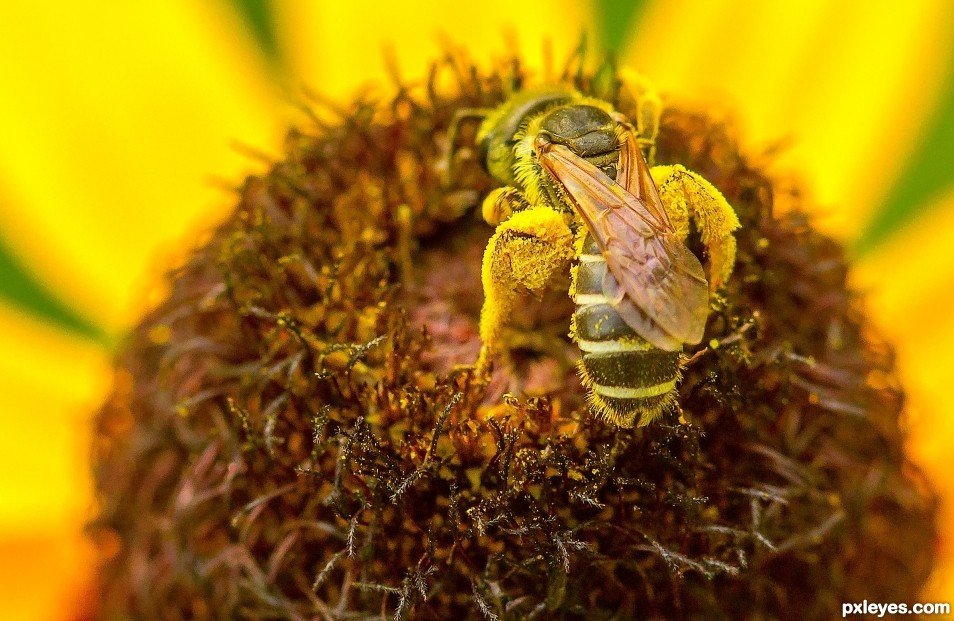 So much pollen - So little time