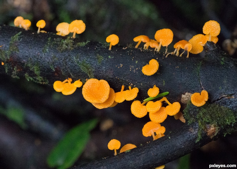 Very small mushrooms