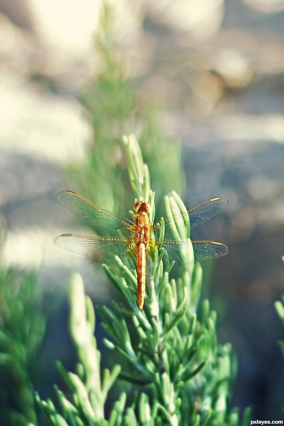 Dragonfly