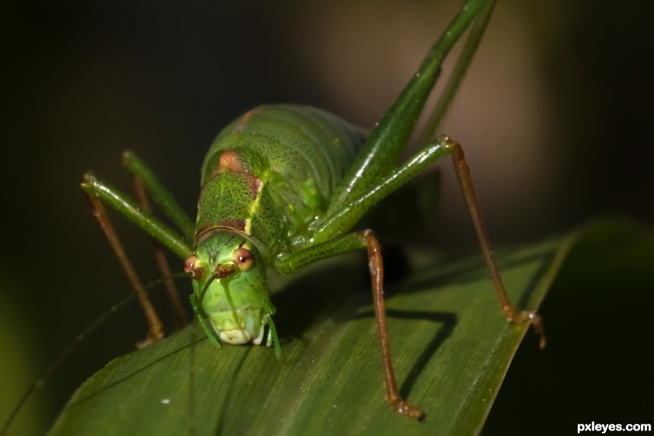 Grasshopper