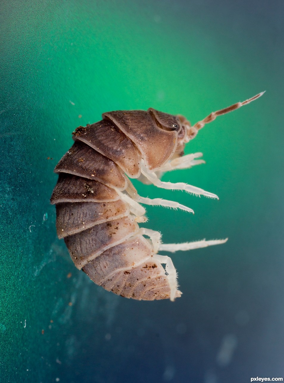 Woodlouse photoshop picture)